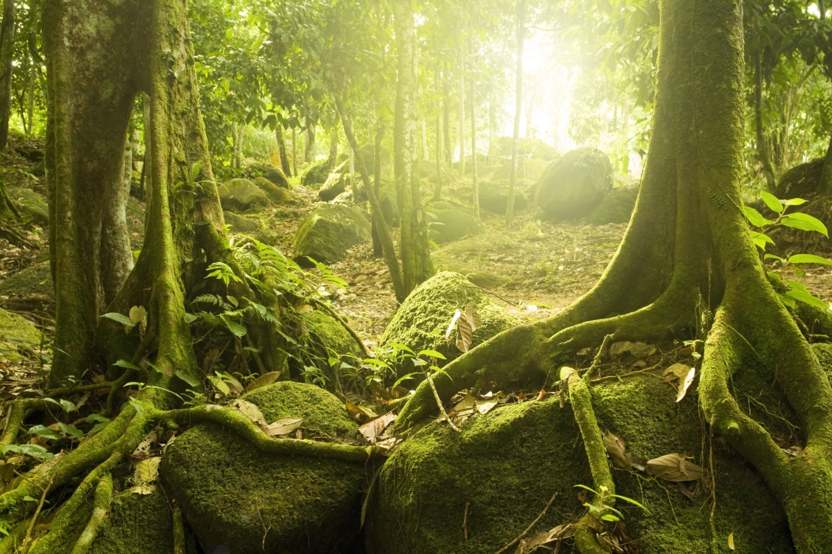 Mysterious forest, sun, trees, stones