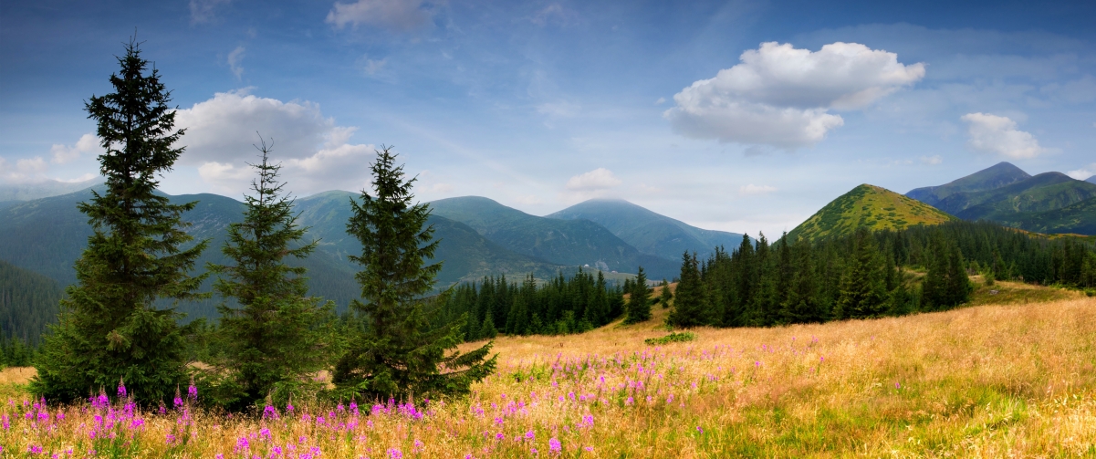 Mountain flowers fir tree sky clouds