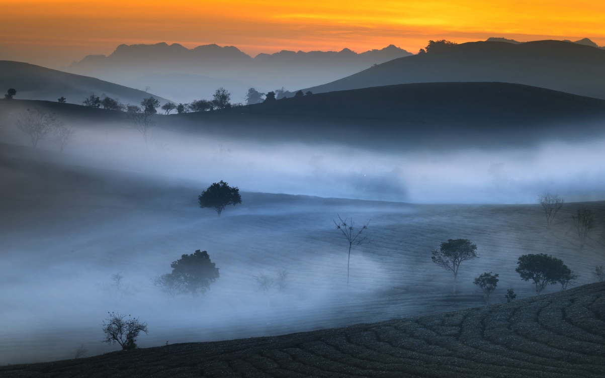 Camellia garden morning fog 5k landscape