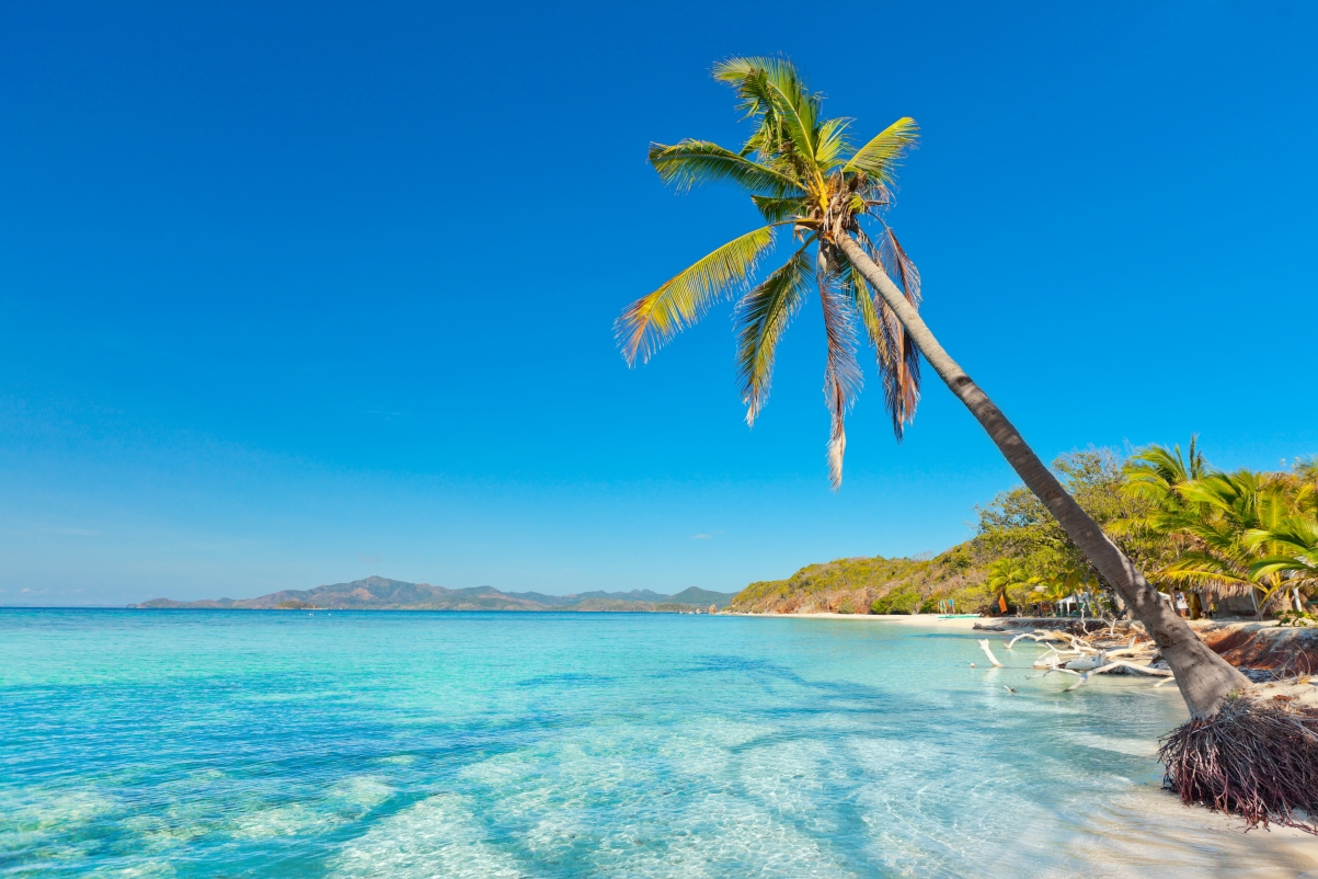 Beach sea palm trees 4K landscape