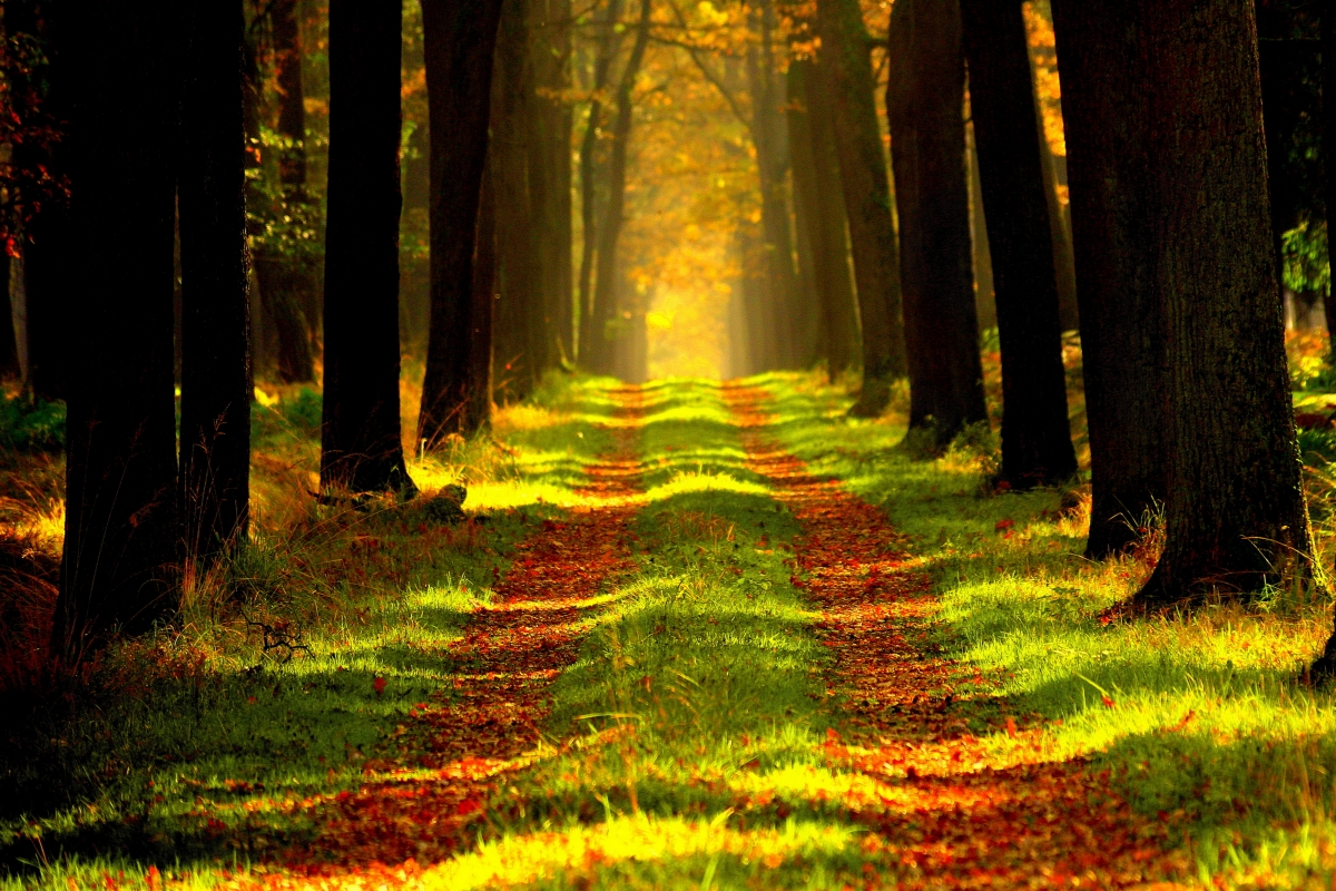Forest-Vision-Tourism-Lane 4K Wind