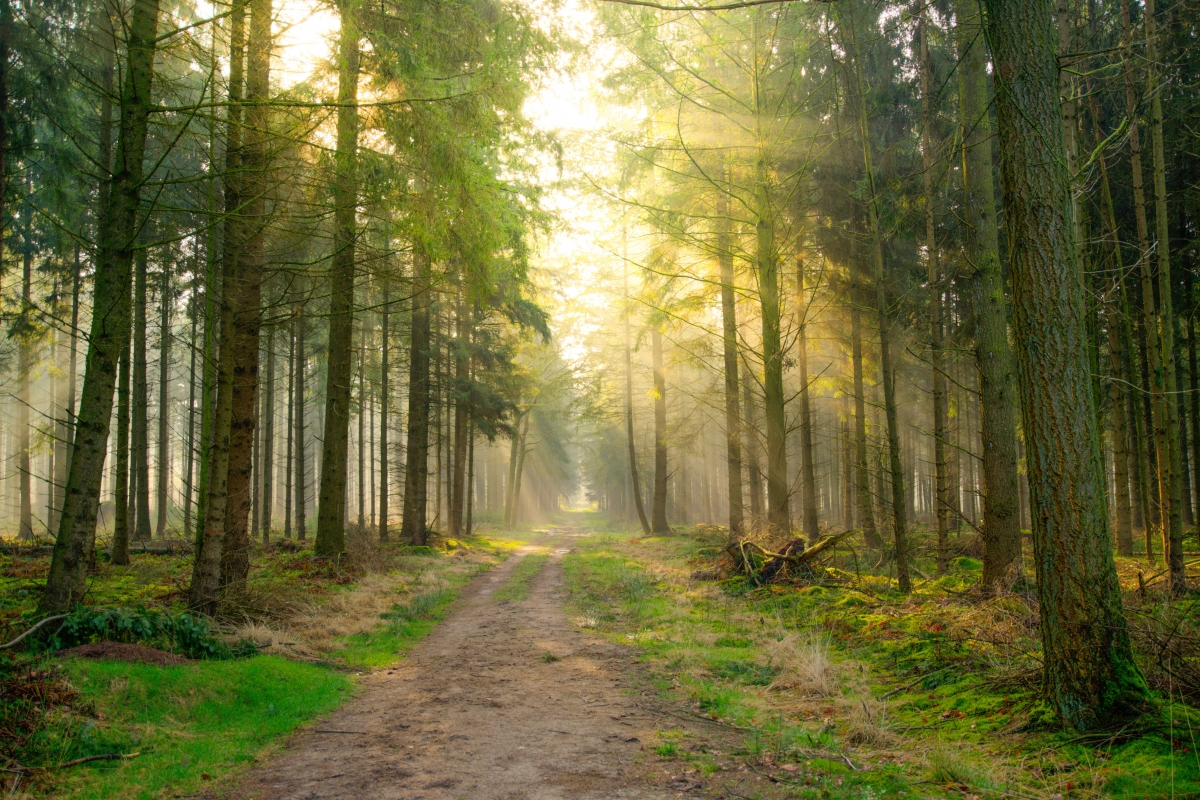 Forest Sunny Dirt Road 4k Landscape HD