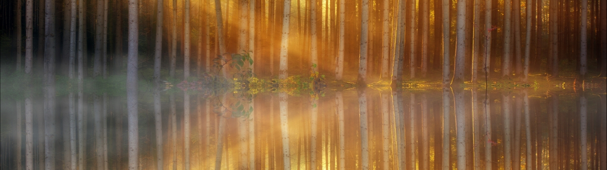 Forest trees lake reflection 512