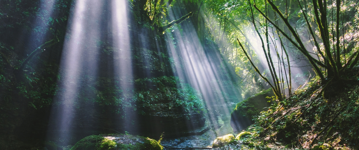 Forest valley sunshine landscape 3440x1
