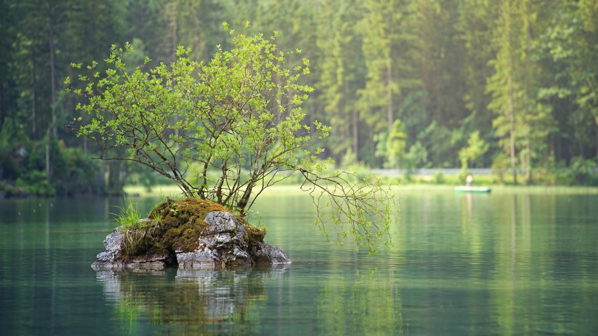 Forest lake green eye protection 4k wallpaper