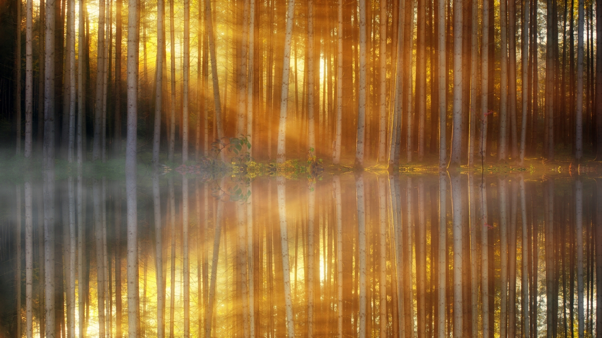 Forest light 4k landscape wallpaper 3840