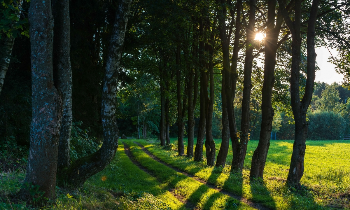 Forest trail grass trees 4k hd wind