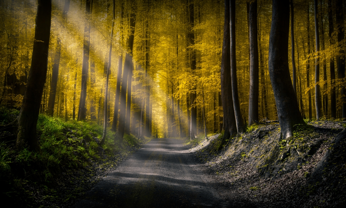 Forest, trees, road, autumn landscape