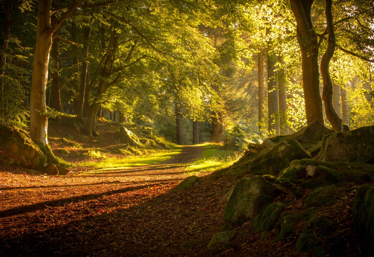 Forest, autumn, Scotland, trees,