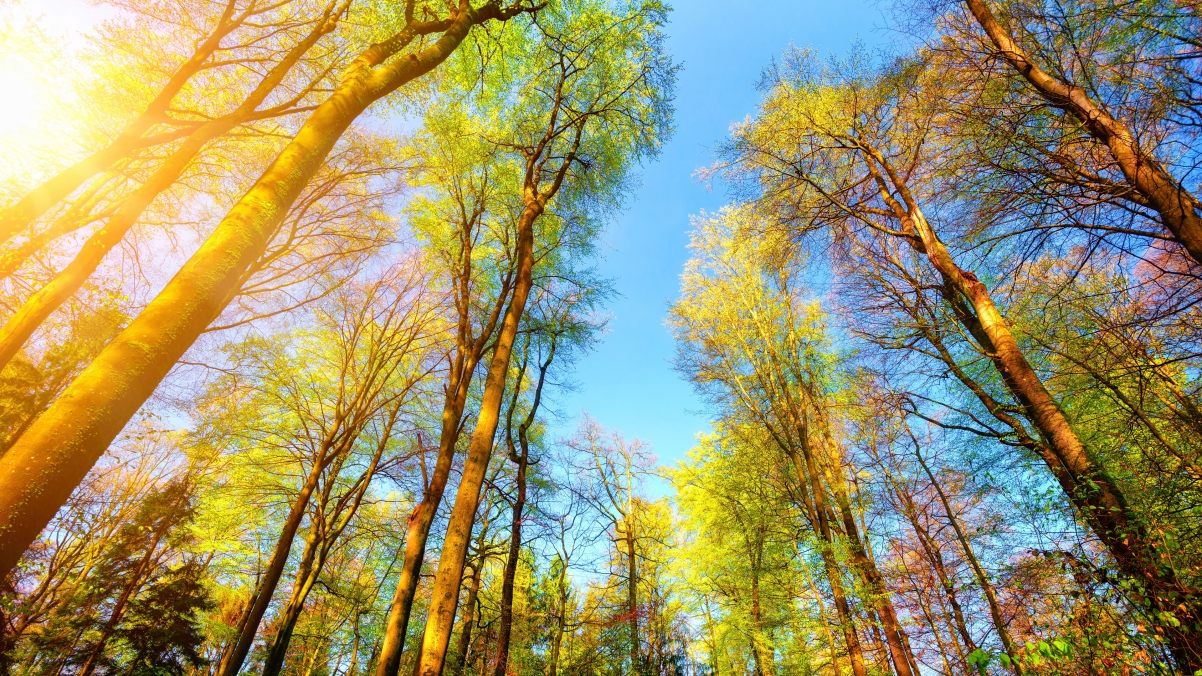 Forest, autumn, branches, sky, trees
