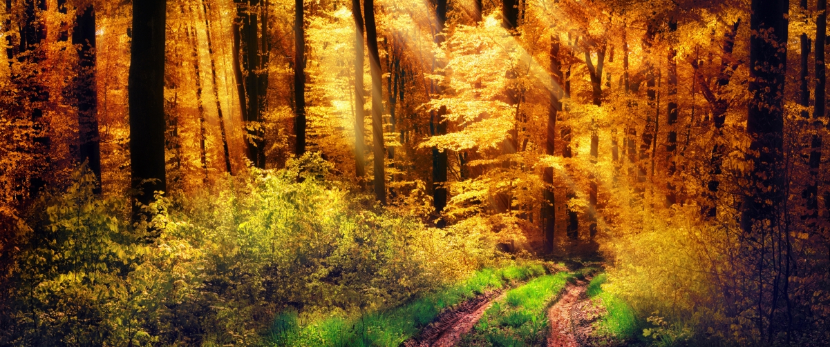 Forest, yellow sun, autumn, grass