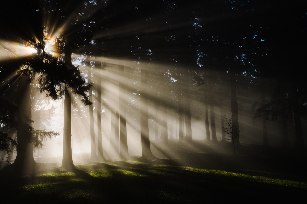 Forest Nature Sunshine Trees 4K Wind