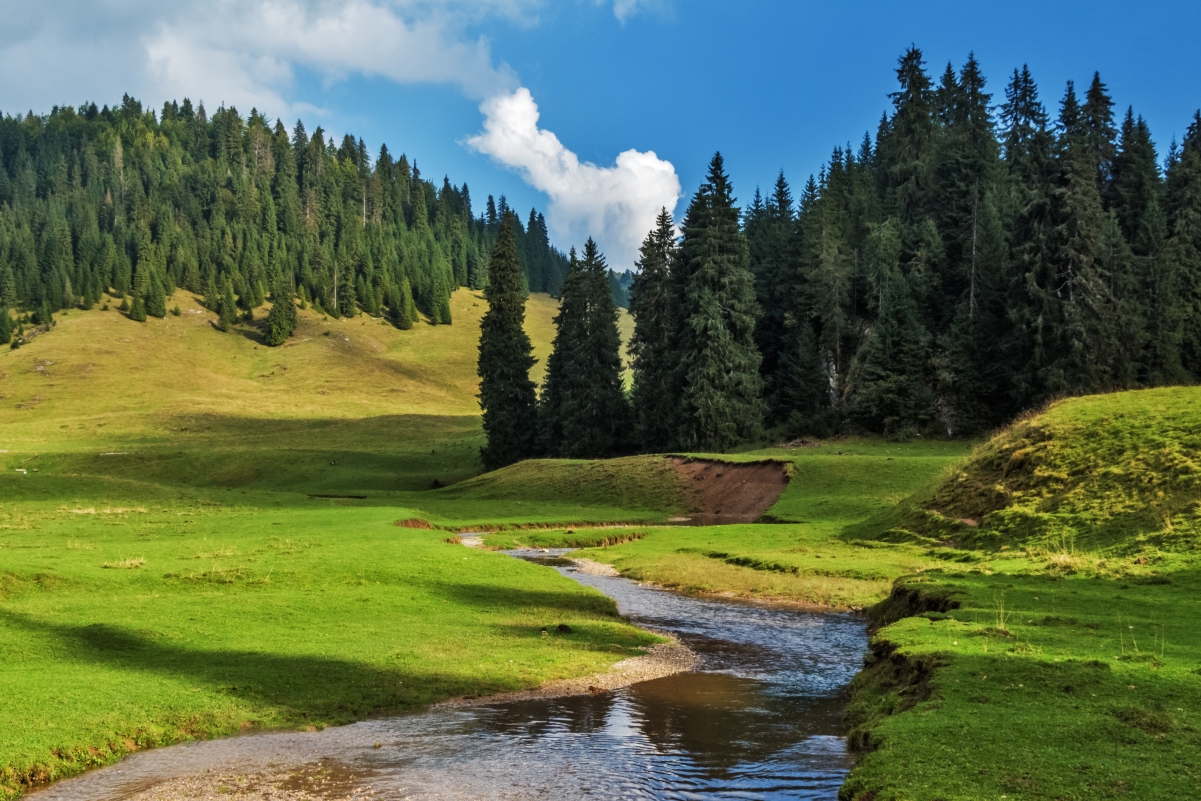 Forest sunny river rural landscape