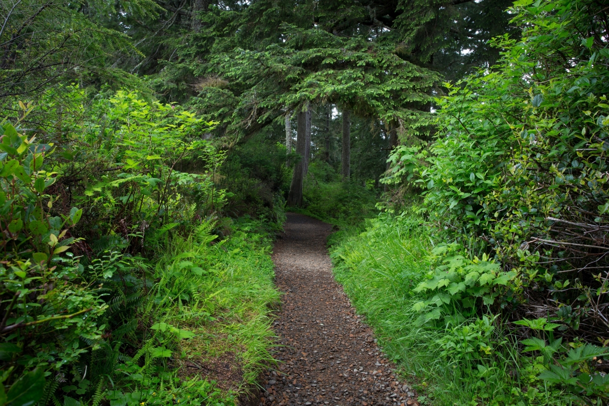 Forest trees green leaves 4K landscape
