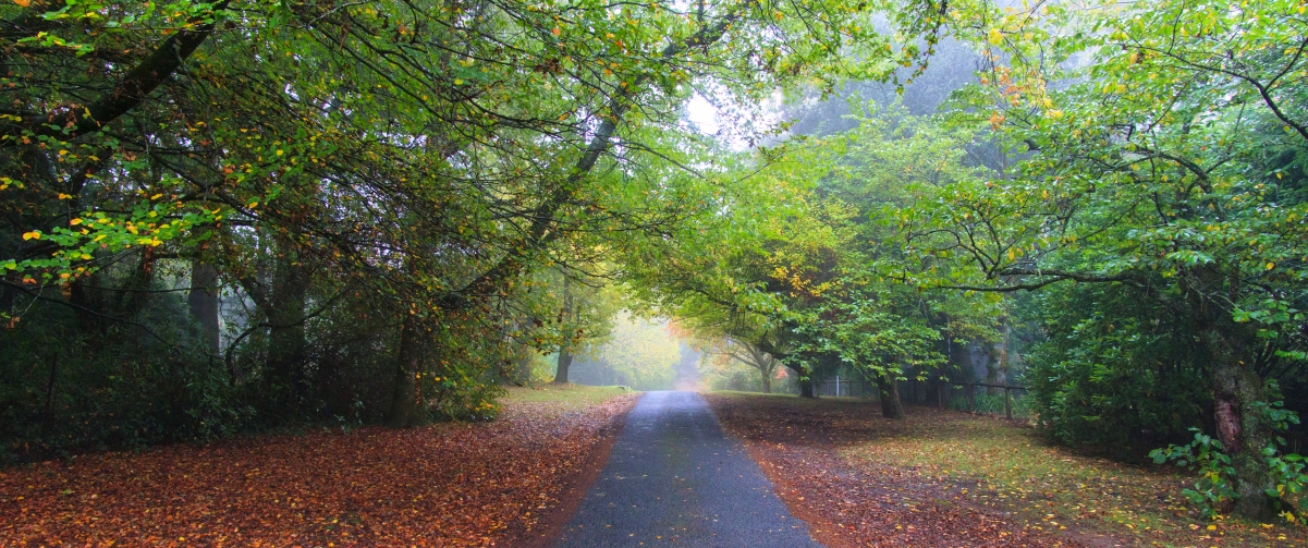 Forest tree leaf road natural wind