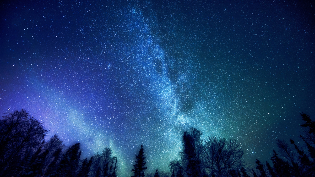 Forest tree mysterious milky way star