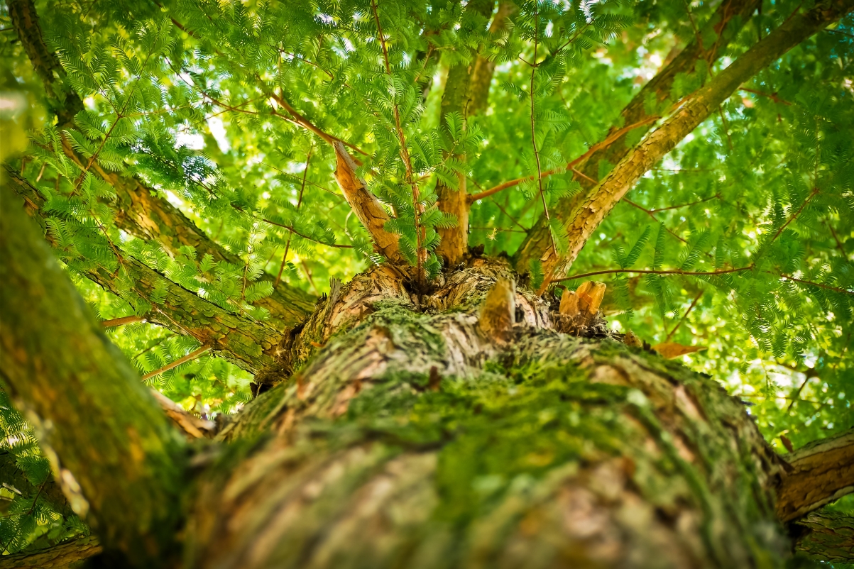 Forest tree green leaves branches hd
