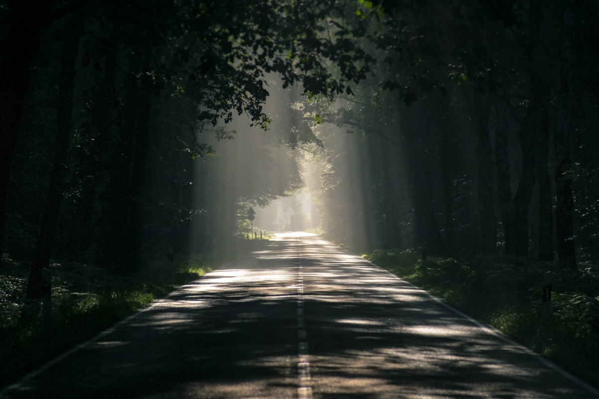 Forest road sunshine 4k landscape wall