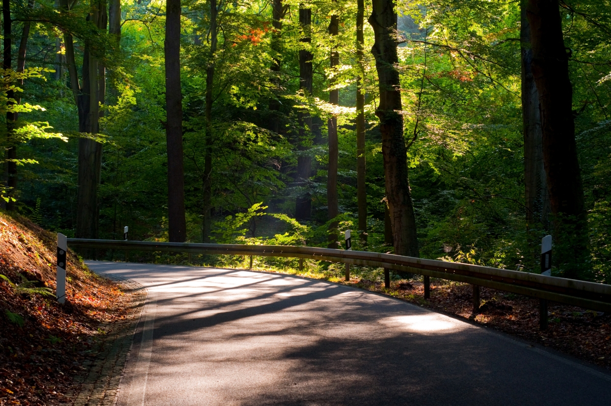 Forest road trees leaves sun