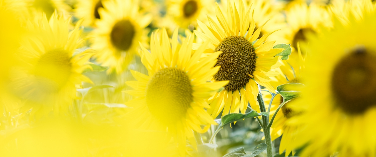 Swiss sunflower field 3440x1440 wind