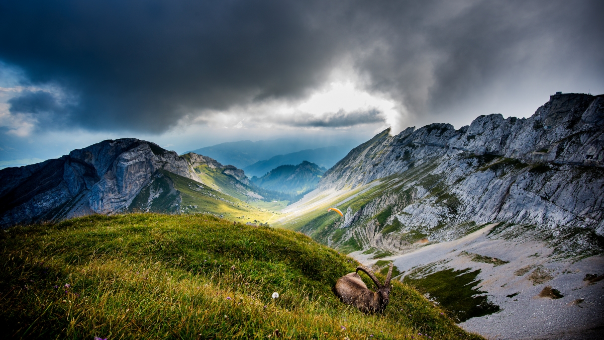 Swiss Pilatus Mountain Goat 4K