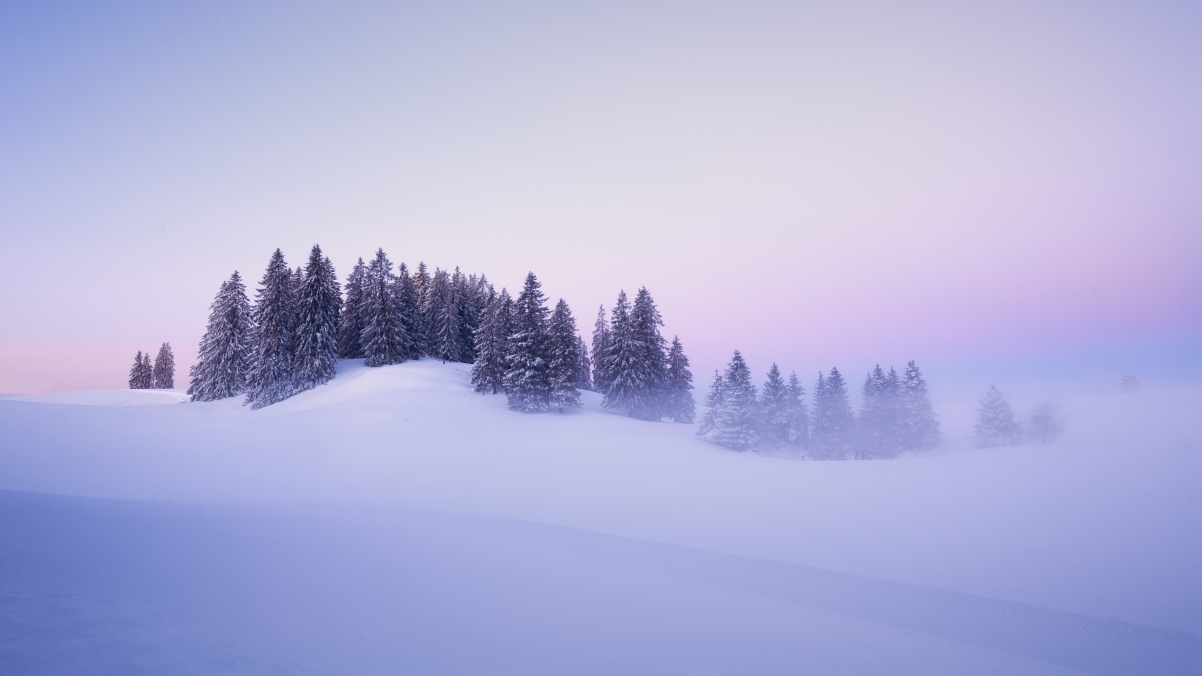 Switzerland winter snow tree beautiful winter