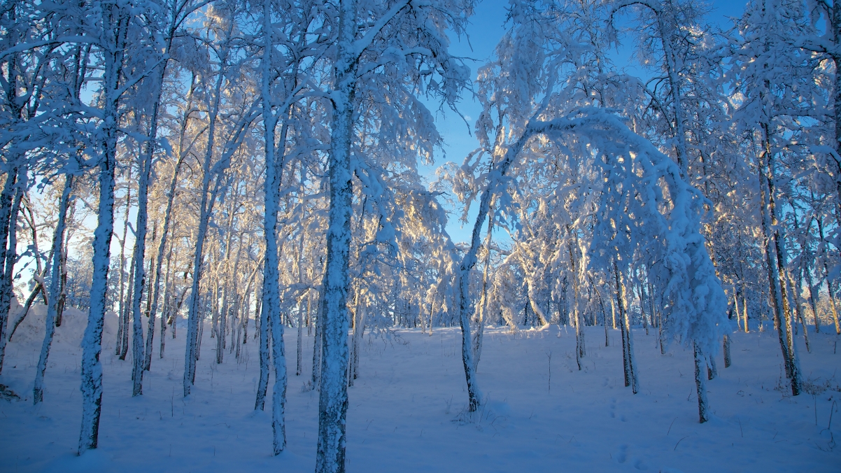 Forest before sunset in Kiruna, Sweden