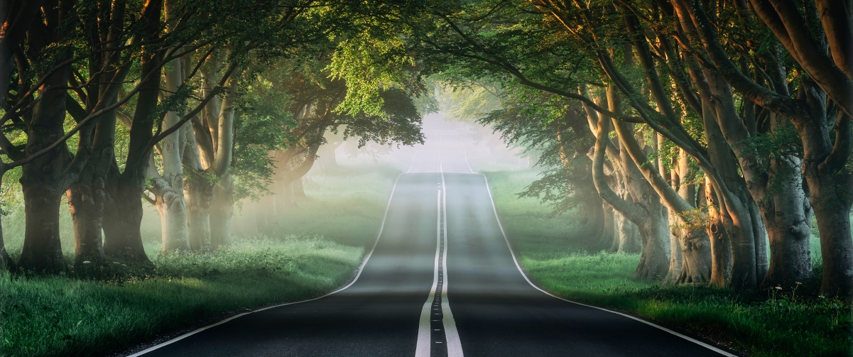 Banyan tree road mist forest natural wind