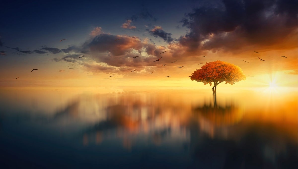 Sunset trees landscape horizon