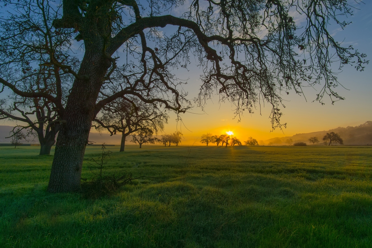 Sunset mountain grass tree 4K landscape wall