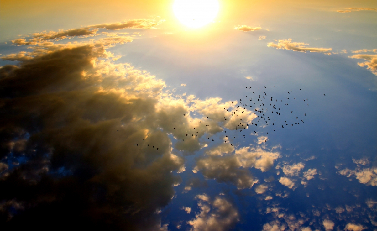 Sunset bird cloud sun-sky
