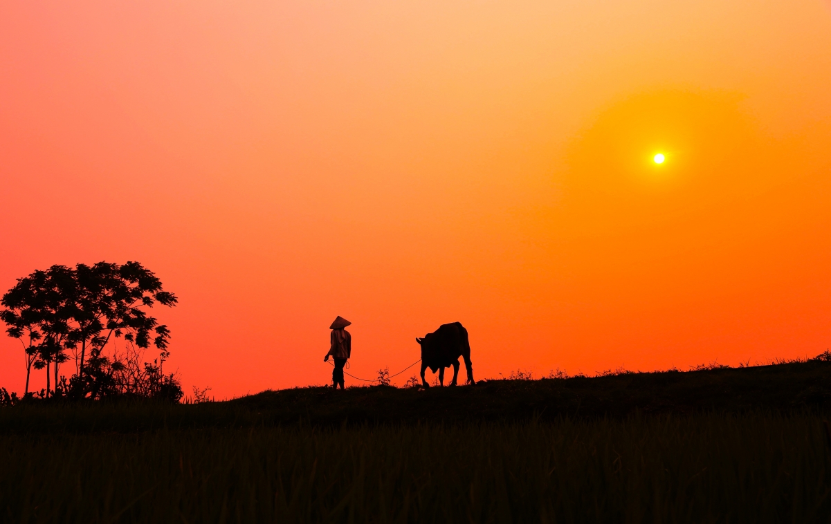 Sunset orange sky man cow