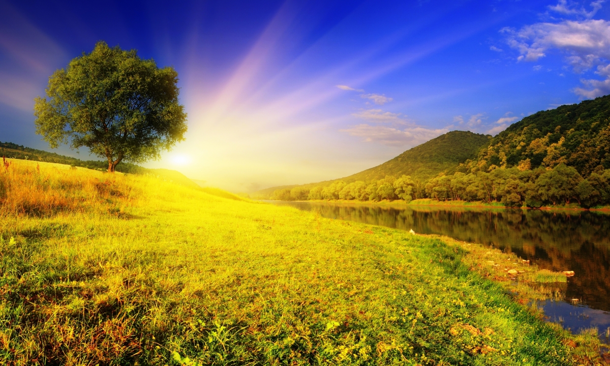 Beautiful meadow sunrise sunshine tree