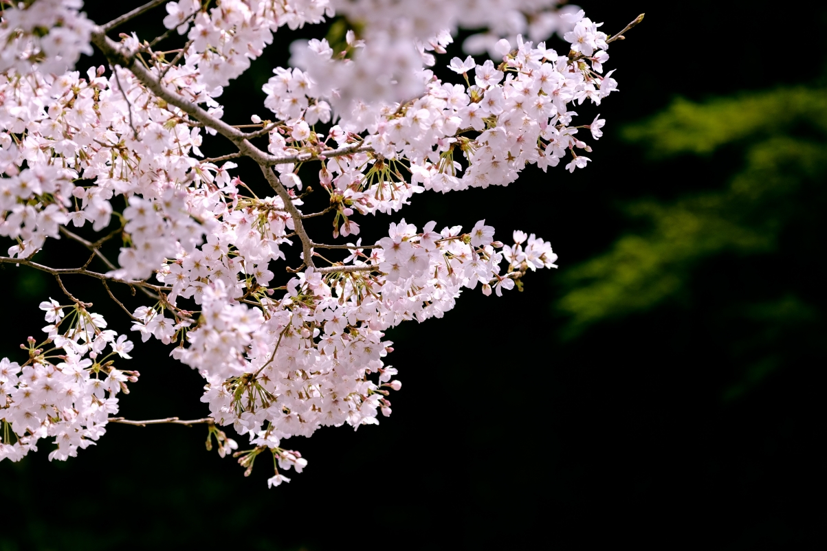 Japanese cherry blossom 5k wallpaper