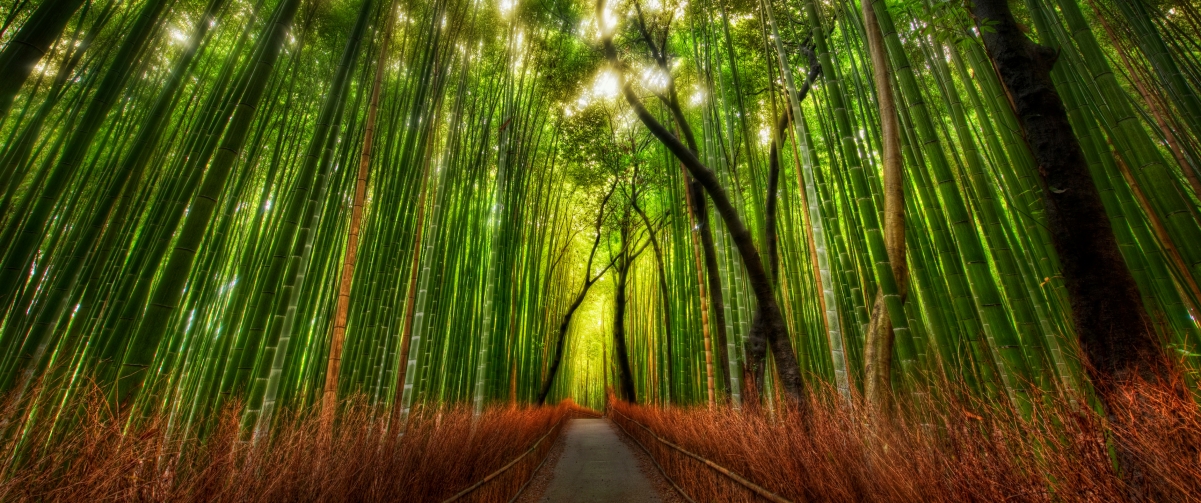 Bamboo Forest 3440x1440 Wind in Kyoto, Japan