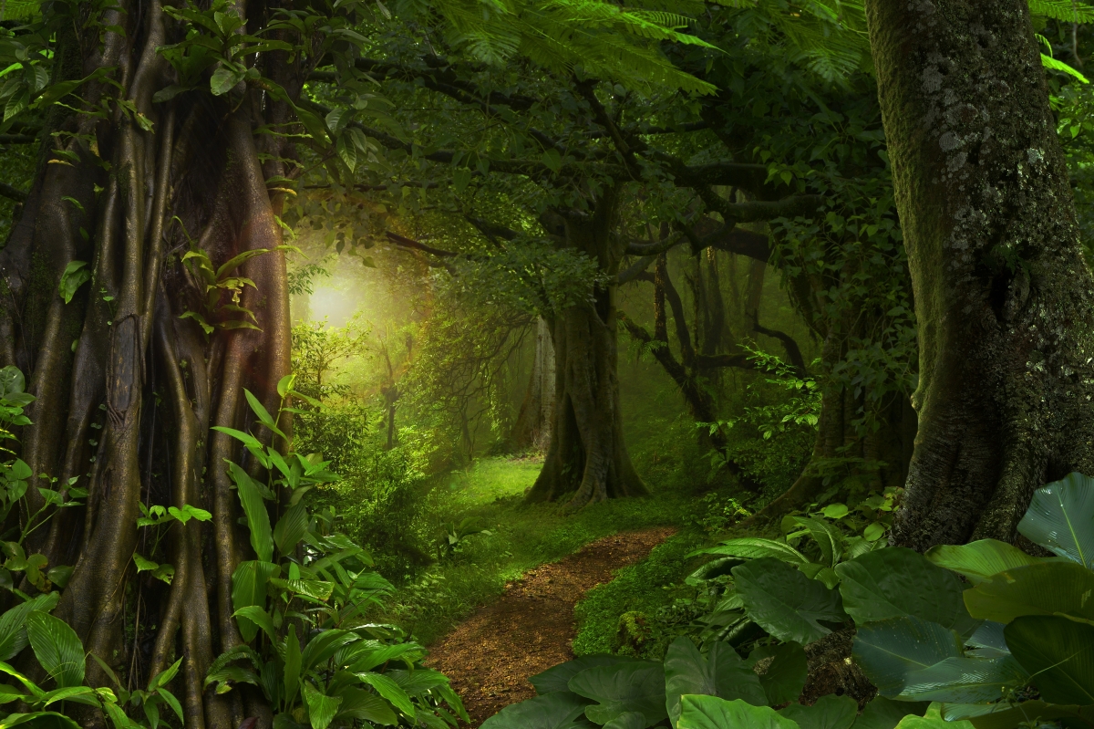 Tropical jungle leaf tree road from