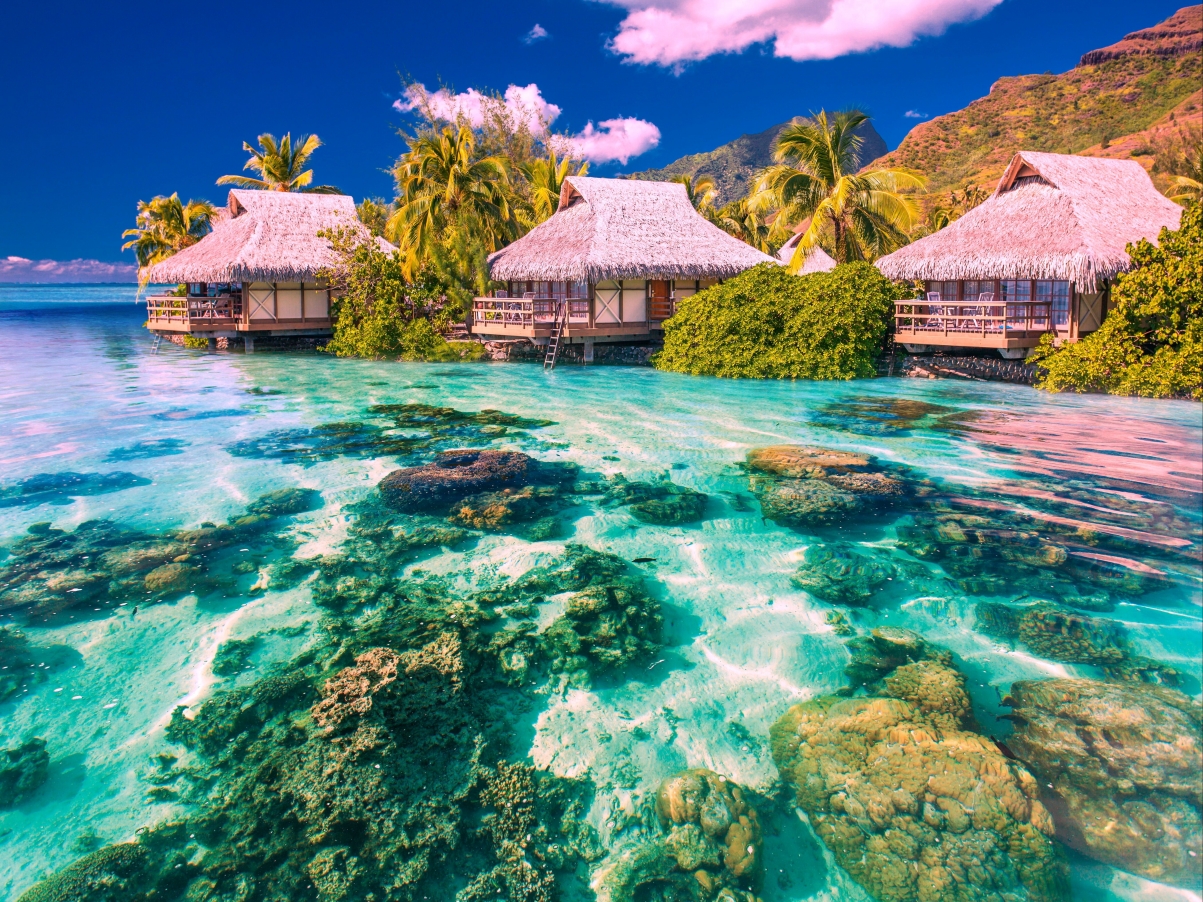 Tropical ocean resort palm trees