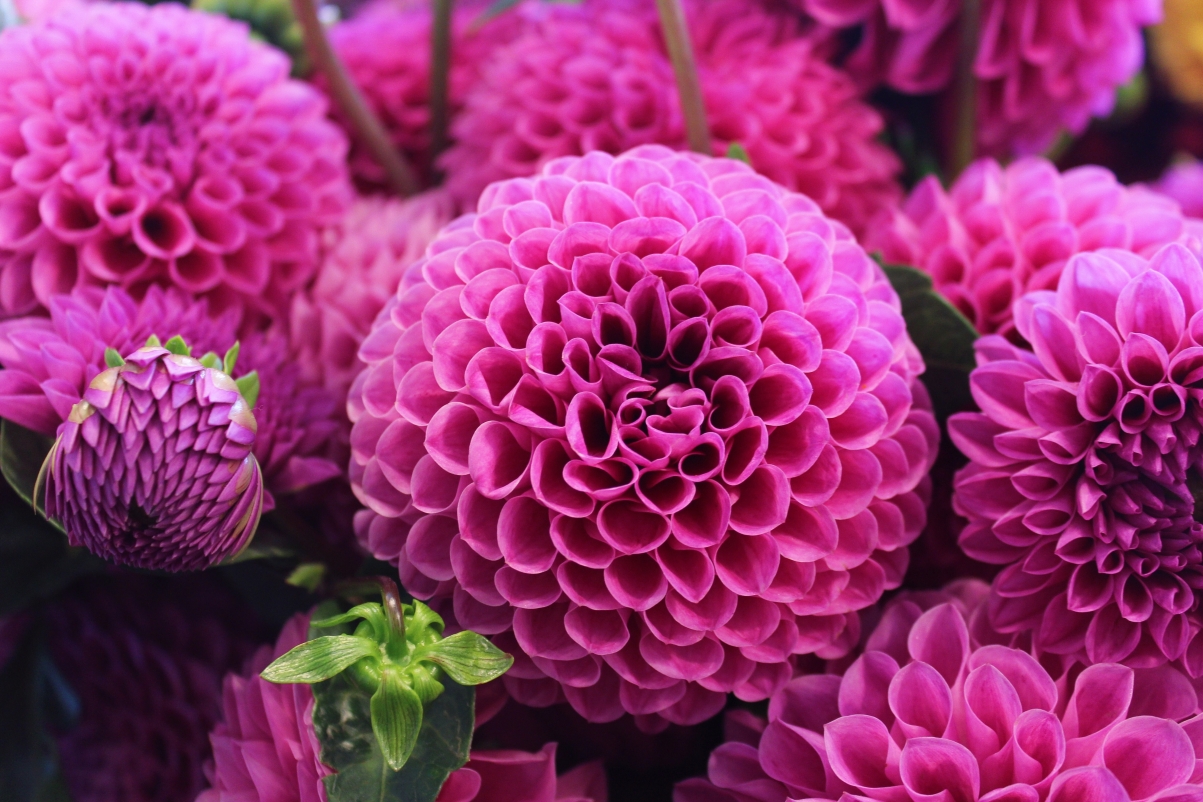 Ball Flower 5k Wallpaper