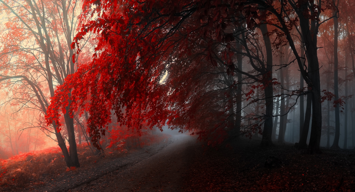 Autumn forest red leaves 5K wind