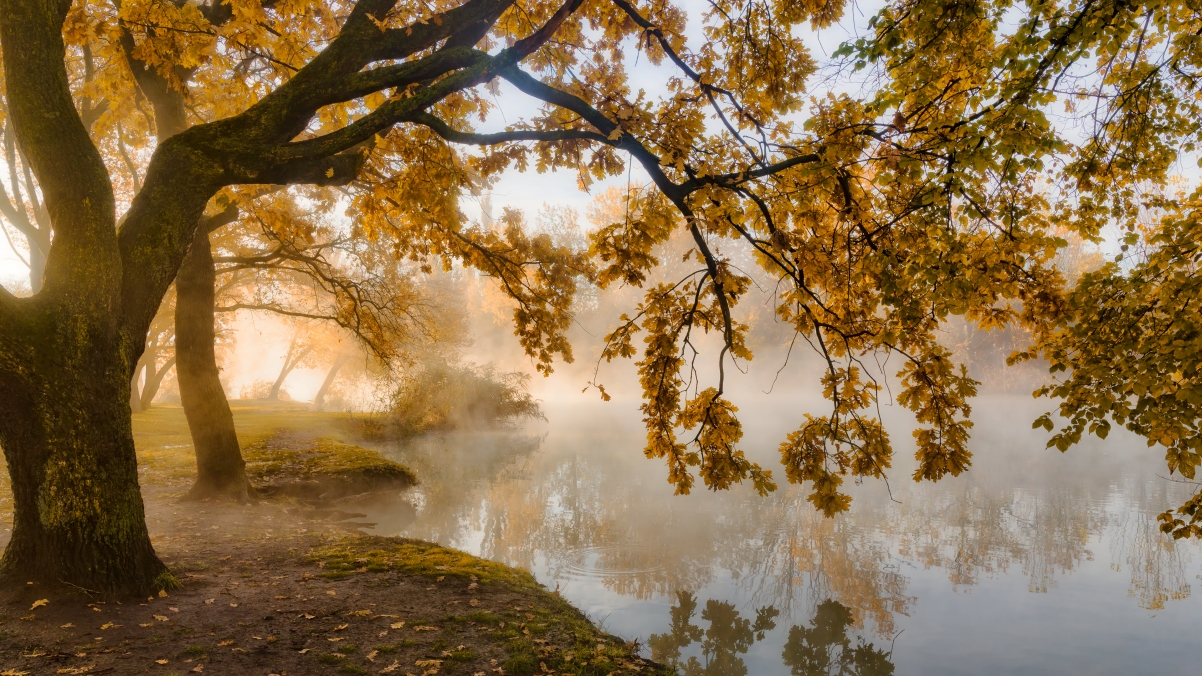 Yellow leaves of autumn morning morning mist 4