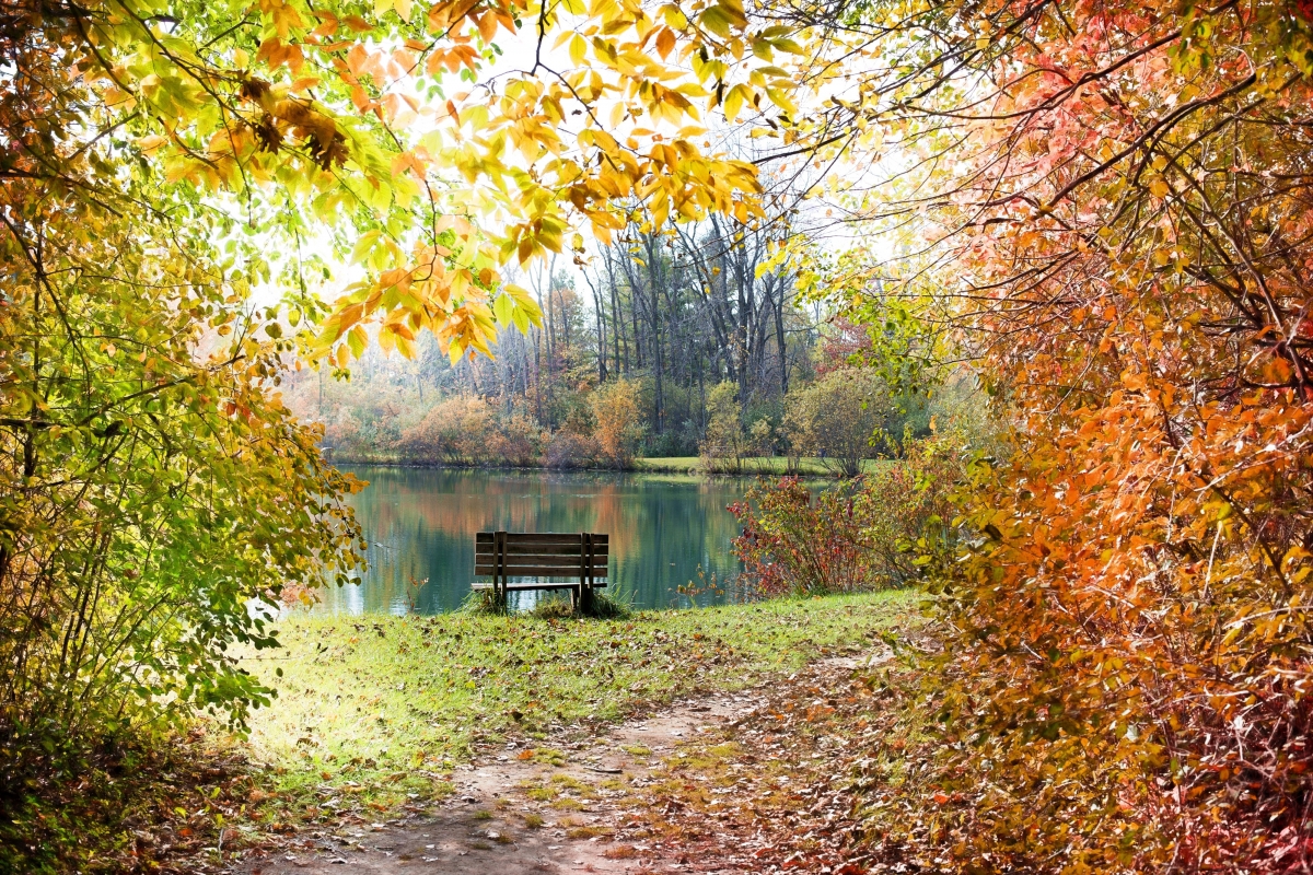 Autumn leaves forest river small