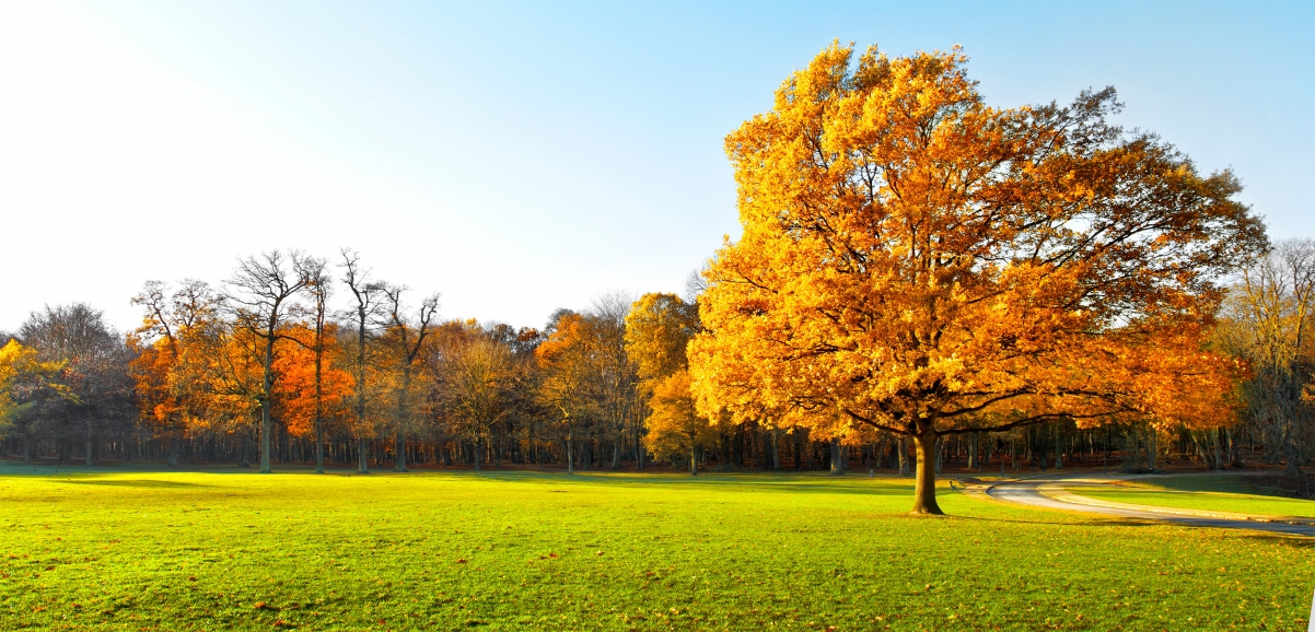 Autumn trees beautiful nature 4K wind