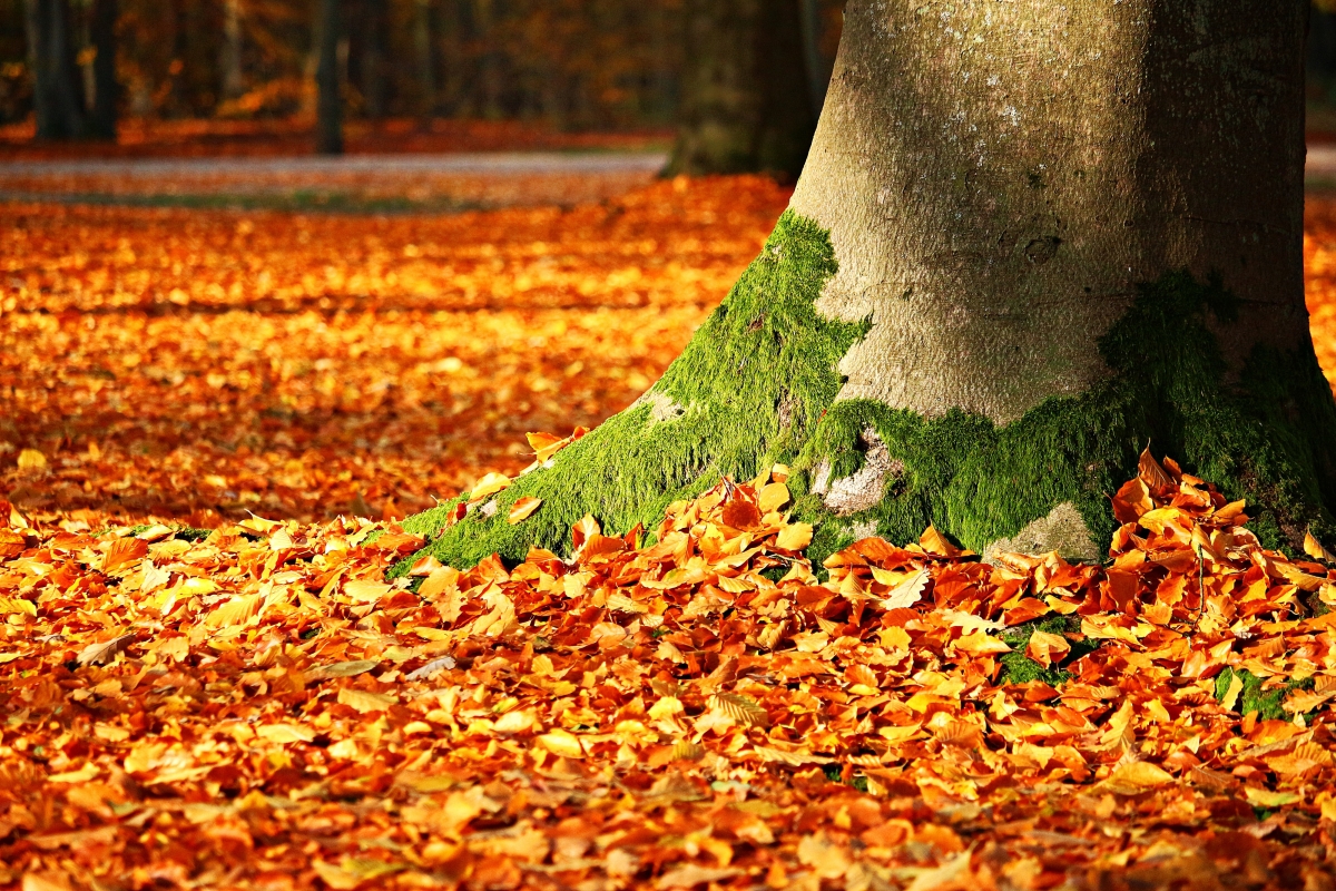 Autumn leaves moss tree autumn