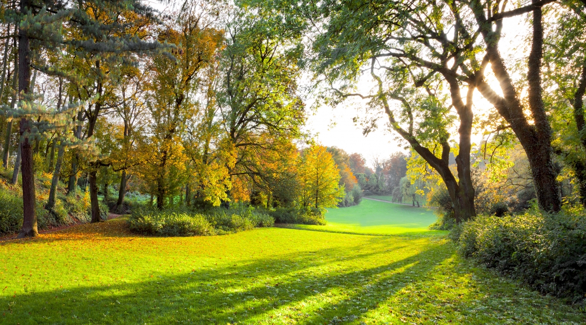 Autumn park sun woods grass