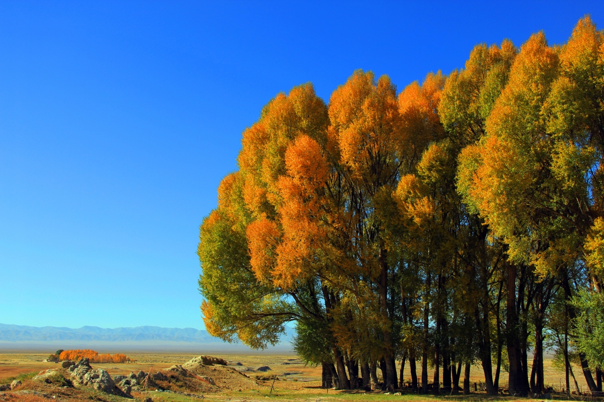Autumn birch forest landscape photography pictures