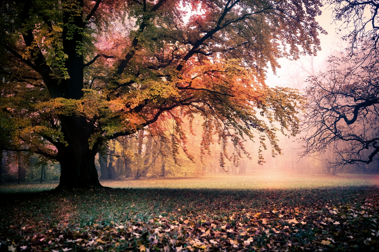 Autumn golden tree 7K landscape wall
