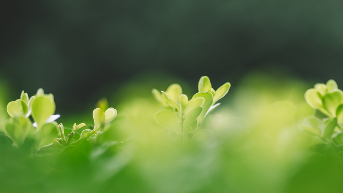 Fresh plant green background image