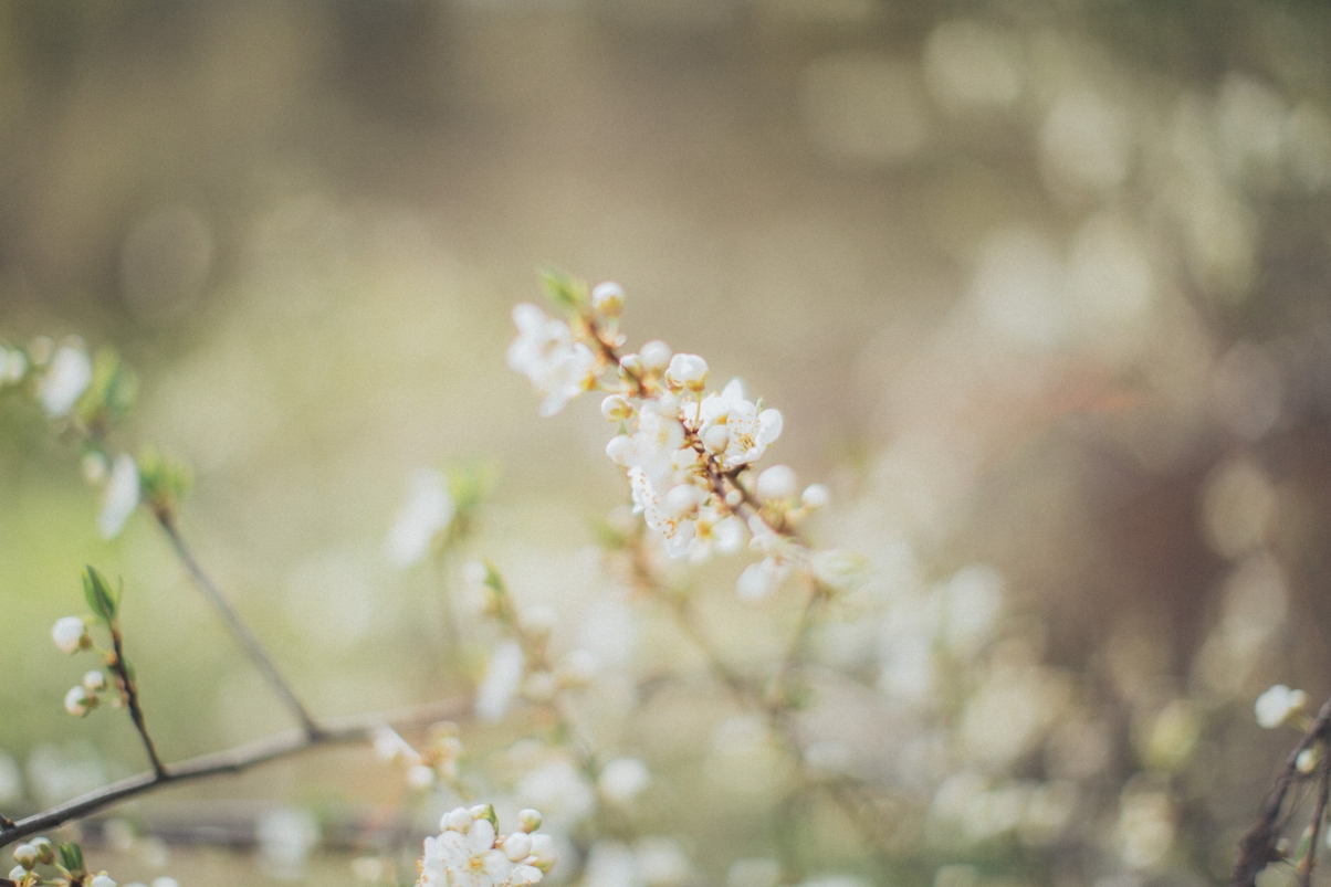 Apple tree flowers 5k wallpaper