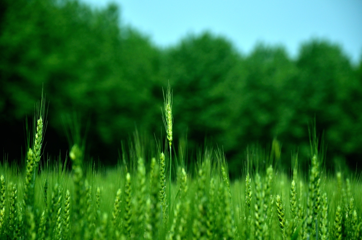 Farmland farming