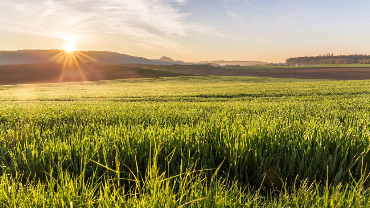Farm morning grass sunshine sunrise